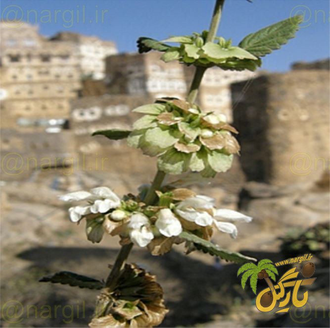 گلدر